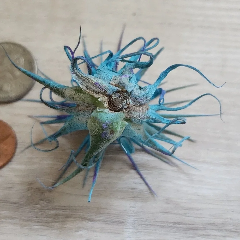 Small Blue‎ Purple Preserved Airplant Tillandsia Decorative Botanical Accent